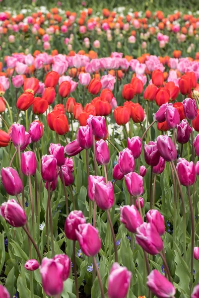 Fiori di tulipani colorati che fioriscono in un giardino — Foto Stock