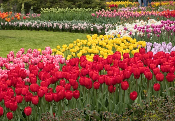 Красочные цветы в саду Keukenhof в Лиссе, Голландия, Нидерланды . — стоковое фото