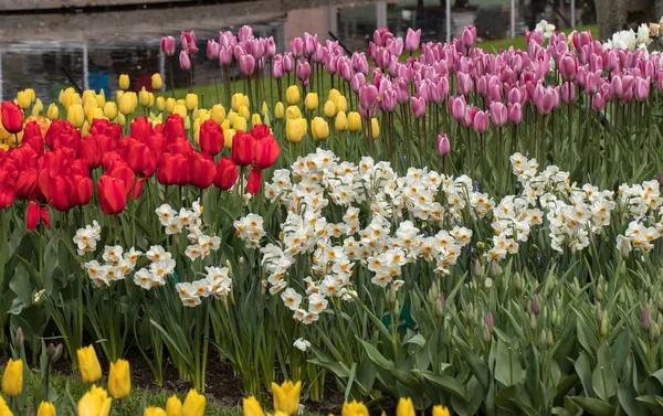 Tulipanes coloridos y narcisos floreciendo en un jardín —  Fotos de Stock