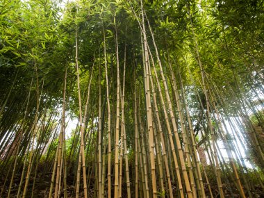 Bambu çim yazın Chusquea culeou uzun boylu yeşil sürgünler 
