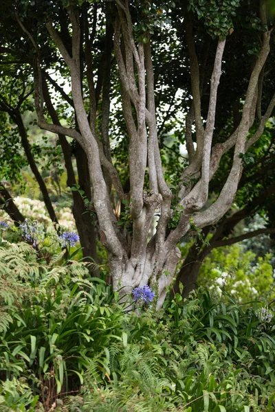 Monte zahrady ve městě Funchal na Madeiře — Stock fotografie