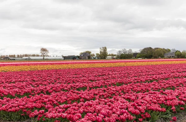 Pola tulipanów w Bollenstreek, Holandia Południowa, Holandia — Zdjęcie stockowe