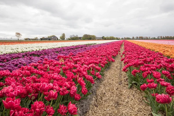 Pola tulipanów w Bollenstreek, Holandia Południowa, Holandia — Zdjęcie stockowe