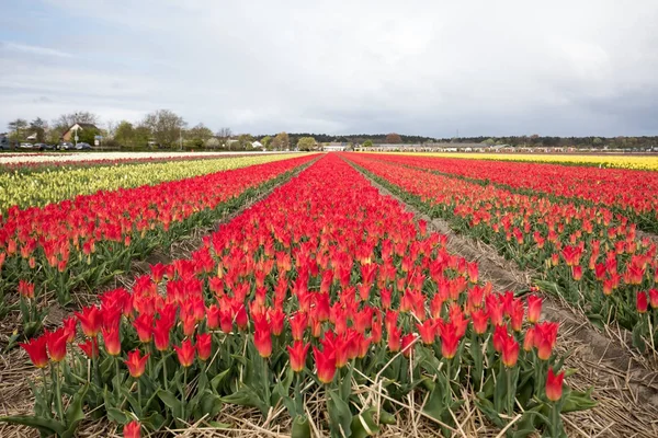Tulpenfelder in der Pollenstreek, South Holland, Niederlande — Stockfoto