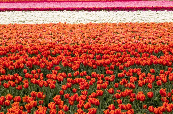 Tulipánová pole v Bollenstreek, Jižní Holandsko, Nizozemsko — Stock fotografie