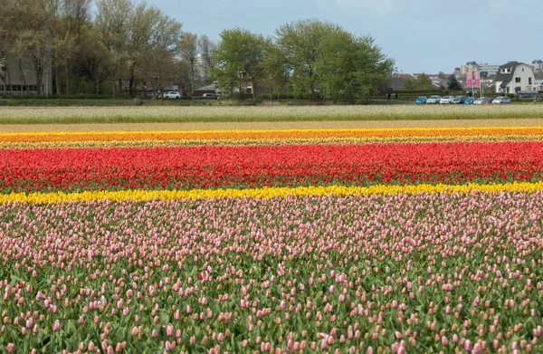 Champs de tulipes à Bollenstreek, Hollande-Méridionale, Pays-Bas — Photo