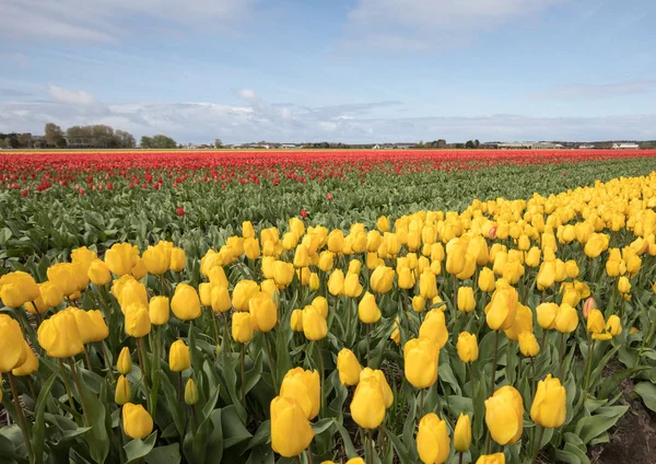 Pola tulipanów w Bollenstreek, Holandia Południowa, Holandia — Zdjęcie stockowe