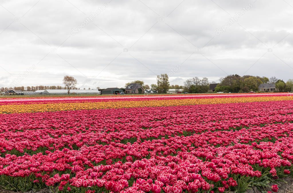 Tulip fields in the Bollenstreek, South Holland, Netherlands 