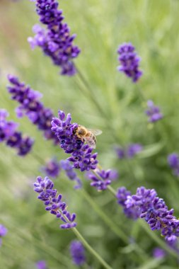  Provence, Sault, Fransa içinde gelişen lavanta
