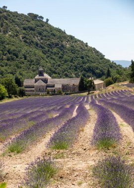 Senanque Abbey veya Abbaye Notre-Dame de Senanque lavanta alanıyla bloom, Gordes, Provence, Fransa 