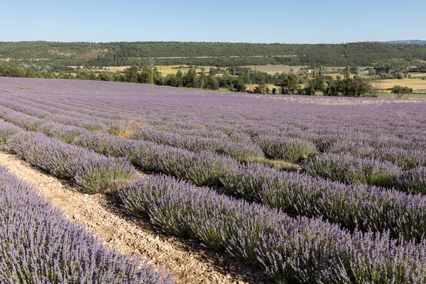 Campo de lavanda perto de Sault em Provence, França . — Fotografia de Stock