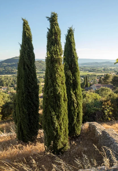 Tři cypřiše v v Saint-Saturnin-les-Apt Muehle v Provence, Francie — Stock fotografie