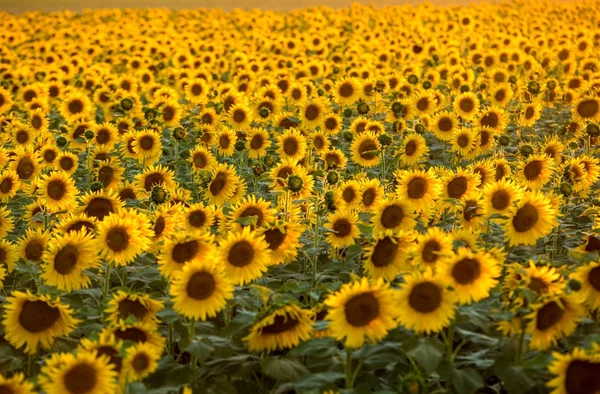 Campo de girasoles cerca de Arles en Provenza, Francia — Foto de Stock