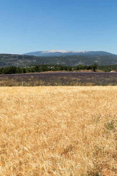 Majsfält och lavendel fält nära Sault och Mont Ventoux i bakgrunden. Provence, Frankrike — Stockfoto