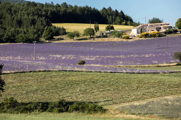 Levendula mező-Provence, közelében sault, Franciaország — Stock Fotó