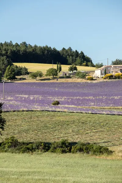 Campo de lavanda en Provenza, cerca de Sault, Francia —  Fotos de Stock