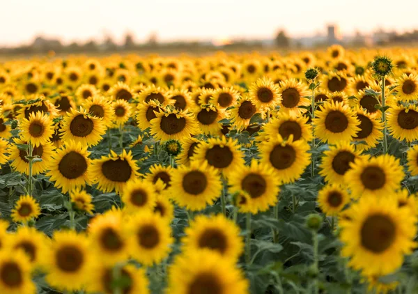 Sonnenblumenfeld bei Arles in der Provence, Frankreich lizenzfreie Stockbilder