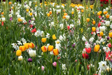renkli Lale ve bir bahçede çiçek açan nergis
