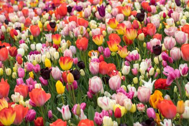 Bahçede açan renkli laleler.