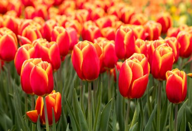 bir bahçede çiçek açan turuncu Lale çiçek