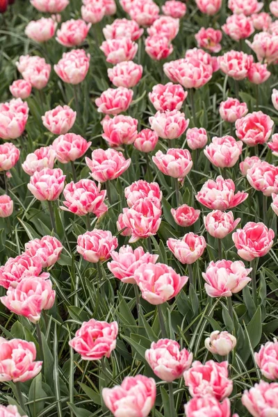 Rosa Tulpen blühen in einem Garten — Stockfoto