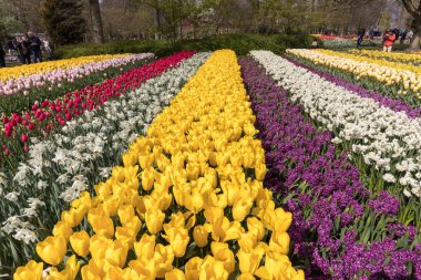 Lisse, Hollanda, Hollanda Keukenhof Garden ziyaretçi.