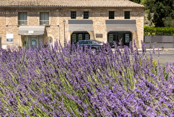 La floreciente lavanda en Gordes. Provenza, Francia — Foto de Stock