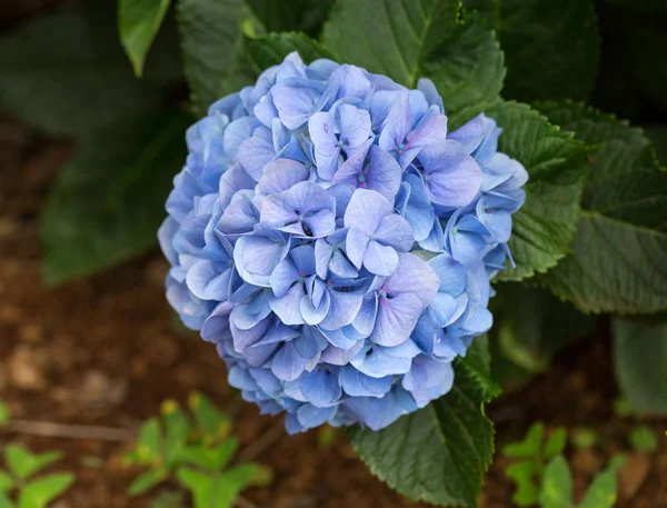 Закрыть синий цветок гортензии в саду — стоковое фото