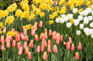 renkli Lale ve bir bahçede çiçek açan nergis