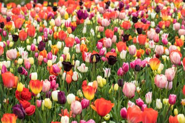 Bahçede açan renkli laleler.