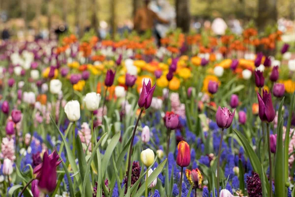 Fiori di tulipani colorati che fioriscono in un giardino — Foto Stock