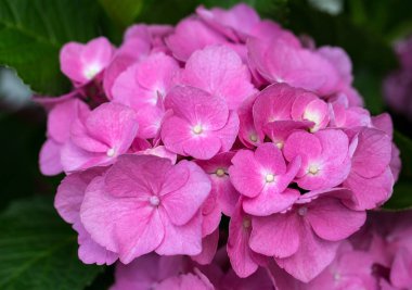 Pembe HORTENSIA çiçek yakın çekim