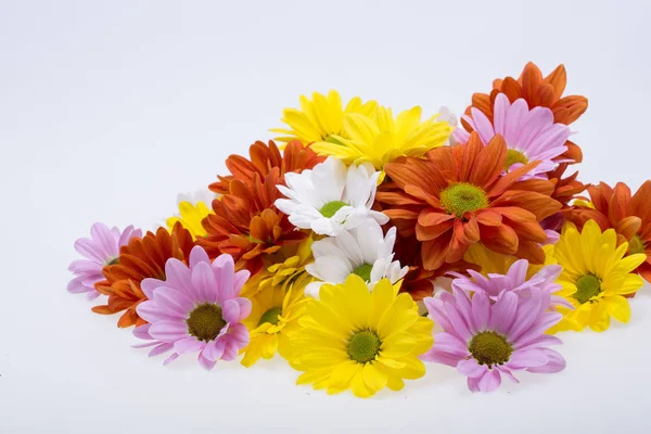 Primer plano de las coloridas flores de crisantemo — Foto de Stock