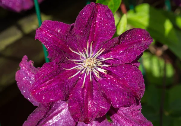 Schöne lila Blüten der Clematis im Garten — Stockfoto