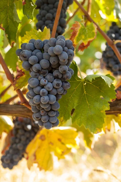 Grappes de raisins rouges mûrs sur la vigne — Photo