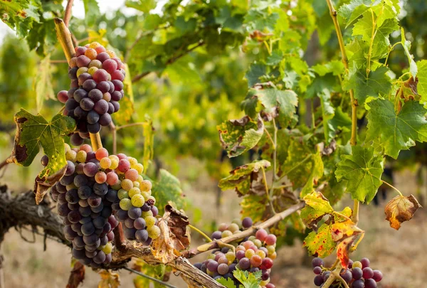 Grappes de raisins rouges mûrs sur la vigne — Photo