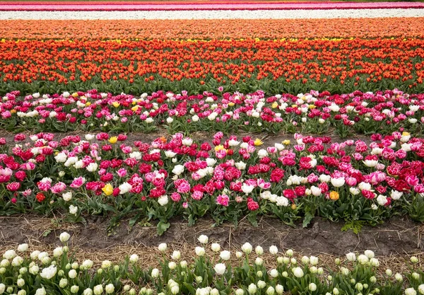 Champs de tulipes à Bollenstreek, Hollande-Méridionale, Pays-Bas — Photo