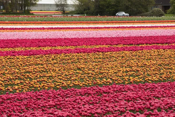 Tulipánová pole v Bollenstreek, Jižní Holandsko, Nizozemsko — Stock fotografie