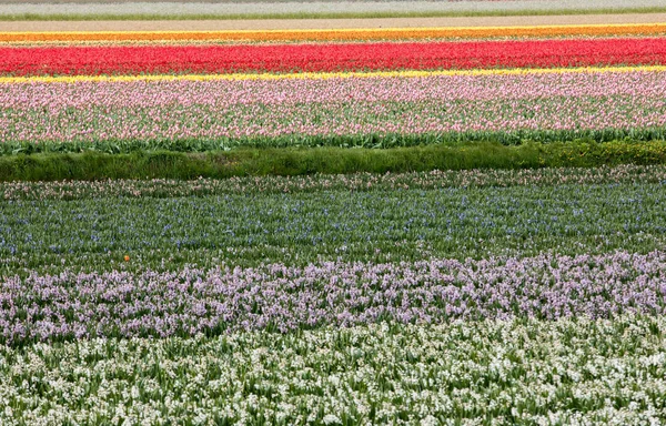 Bollenstreek、南ホラント州、オランダのチューリップとヒヤシンスのフィールド. — ストック写真