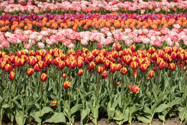 Tulipánová pole Bollenstreek, Jižní Holandsko, Nizozemsko — Stock fotografie