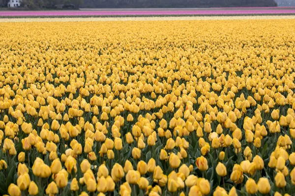 Sarı laleler alanları Bollenstreek, Güney Hollanda, Hollanda — Stok fotoğraf