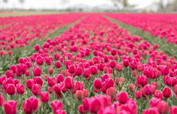 Pola czerwone tulipany Bollenstreek, Holandia Południowa, Holandia — Zdjęcie stockowe