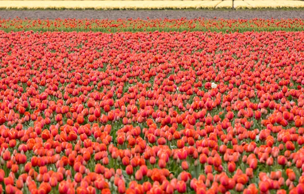 Tulipány červené pole Bollenstreek, Jižní Holandsko, Nizozemsko — Stock fotografie