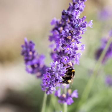  Provence, Sault, Fransa içinde gelişen lavanta