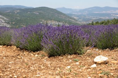 Arka planda lavanta alan Sault ve Mont Ventoux yakın. Provence, Fransa