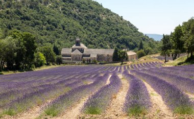 Senanque Abbey veya Abbaye Notre-Dame de Senanque lavanta alanıyla bloom, Gordes, Provence, Fransa 