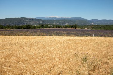Sault ve Mont Ventoux yakın mısır tarlası ve lavanta alanları içinde belgili tanımlık geçmiş. Provence, Fransa