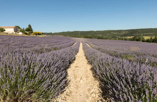 Campo Lavanda Provença Perto Sault França — Fotografia de Stock