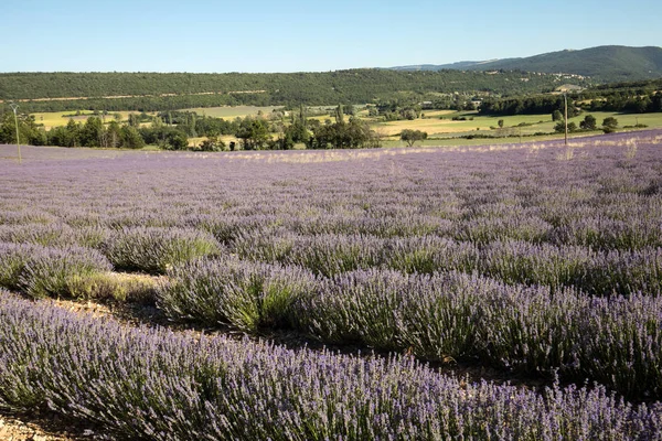 Levandulové Pole Provence Poblíž Sault Francie — Stock fotografie