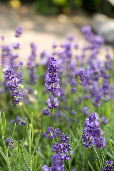 Lavendelfeld Der Provence Der Nähe Von Sault Frankreich — Stockfoto